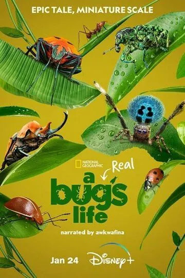 Настоящая жизнь жука (2024) 1 сезон